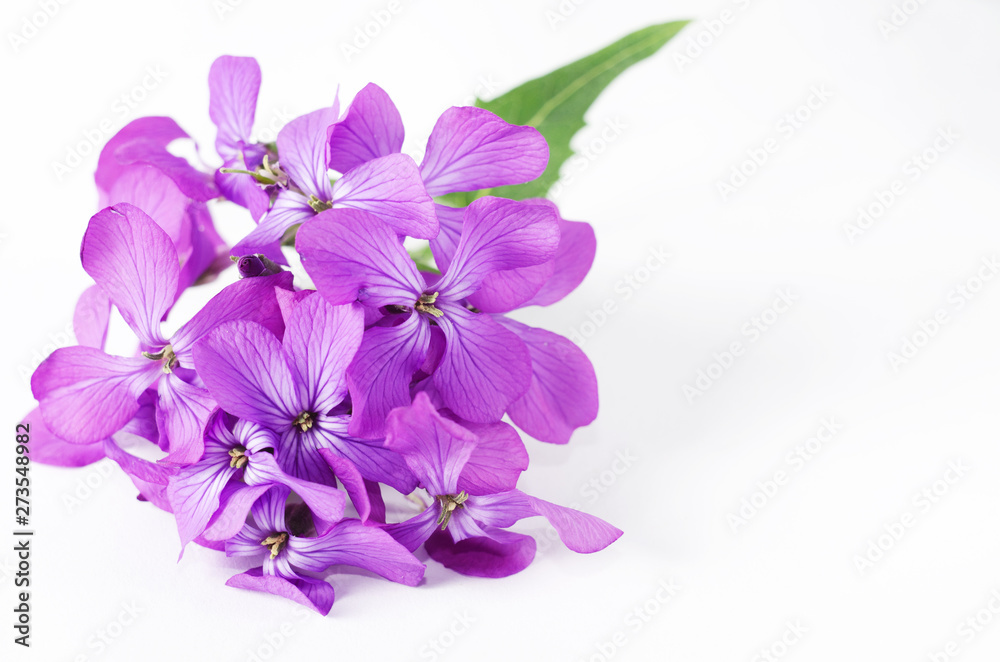 Small purple flower. Spring violet phlox flower against white background.