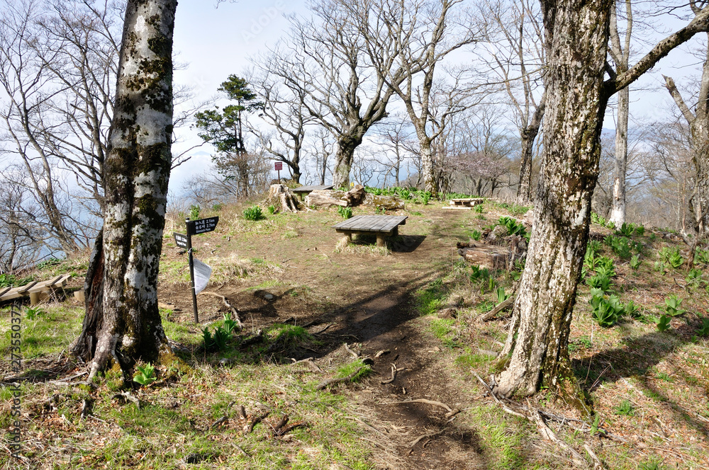 大室山 春の甲相国境尾根