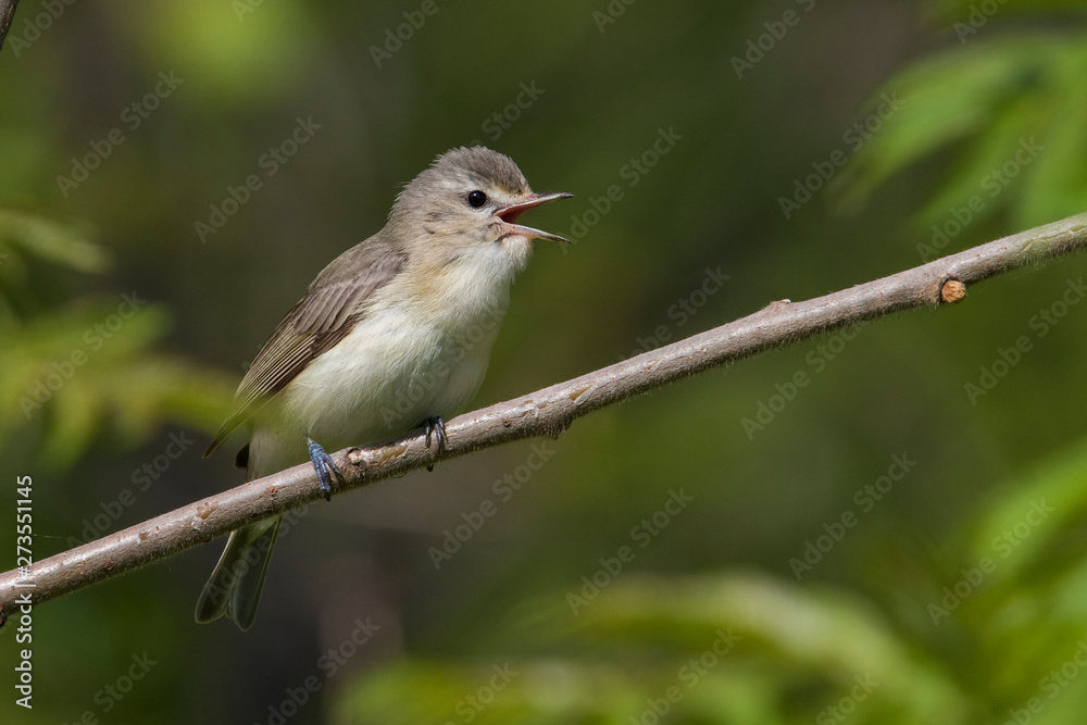 warbling vireo (Vireo gilvus) singing in spring warbling vireo (Vireo gilvus) singing in spring