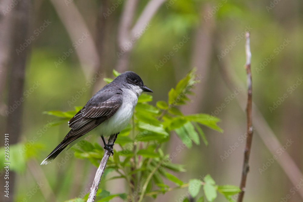 Fototapeta premium eastern kingbird (Tyrannus tyrannus) in spring