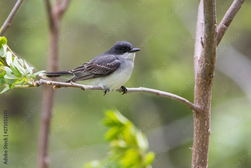Fototapeta premium eastern kingbird (Tyrannus tyrannus) in spring