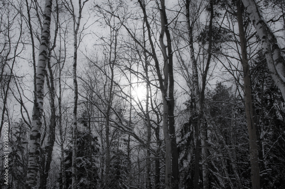 Winter forest. Pale sun shines through the trees Winter forest. Pale sun shines through the trees