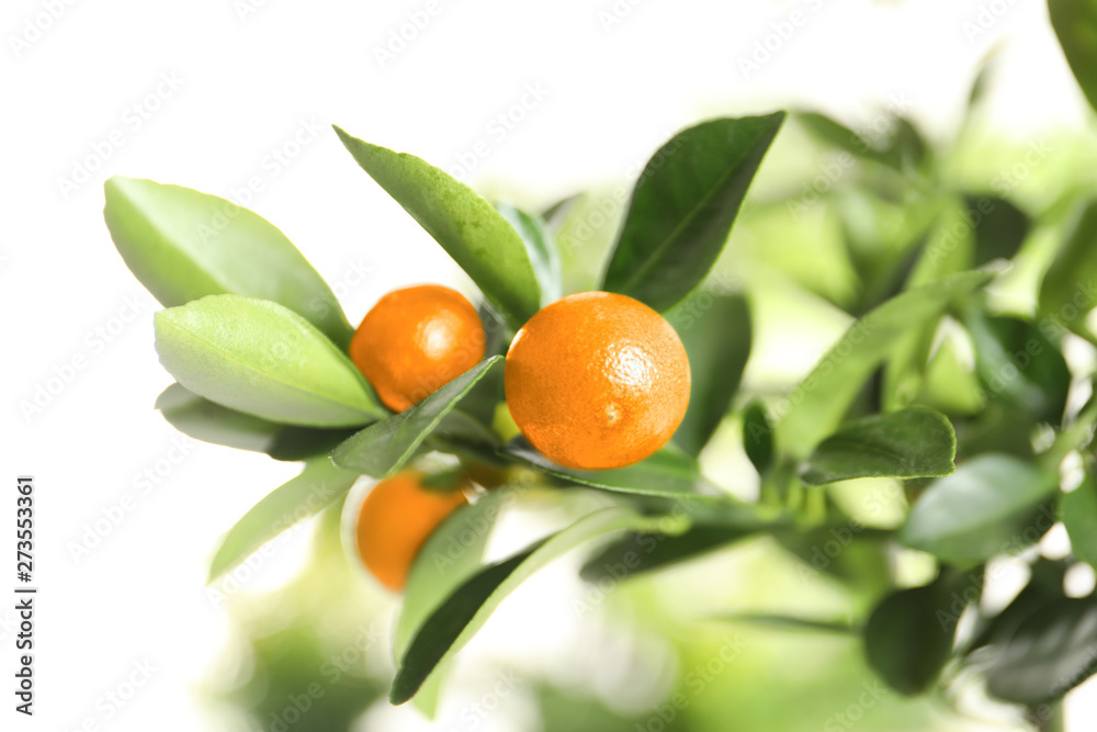 Citrus fruits on branch against blurred background. Space for text Citrus fruits on branch against blurred background. Space for text
