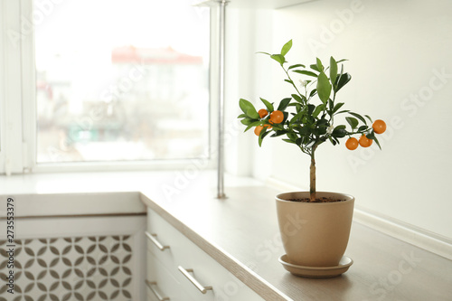 Potted citrus tree on cabinet near window indoors. Space for text