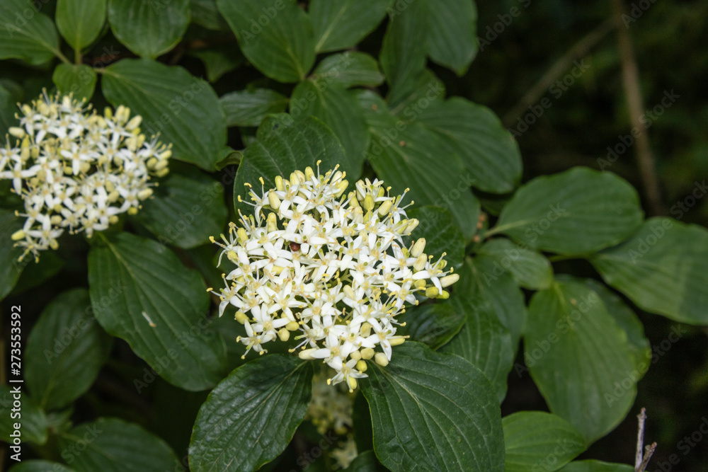 Cornus Alba (Red barked dogwood) blossom and leaves Cornus Alba (Red barked dogwood) blossom and leaves