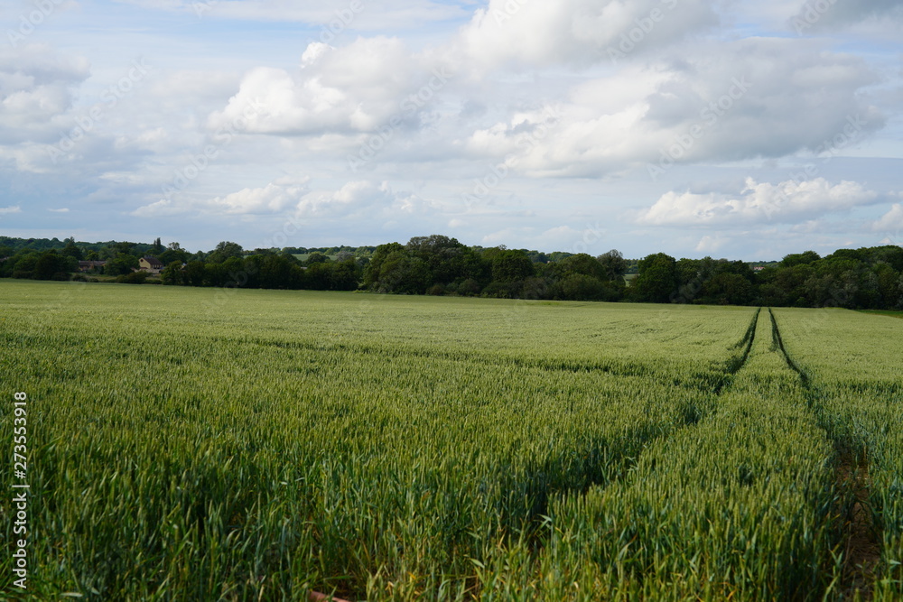Fototapeta premium green landscape and blue sky with clouds, Cambridge 2019