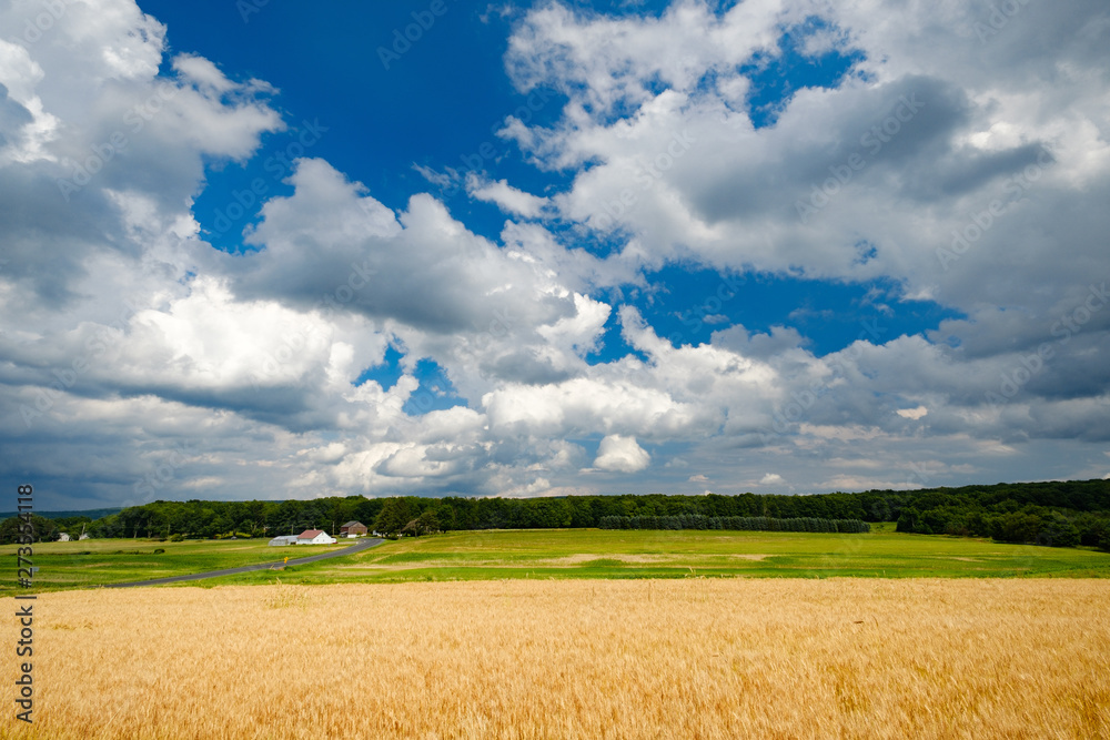 wheat field on a farm in Ohio