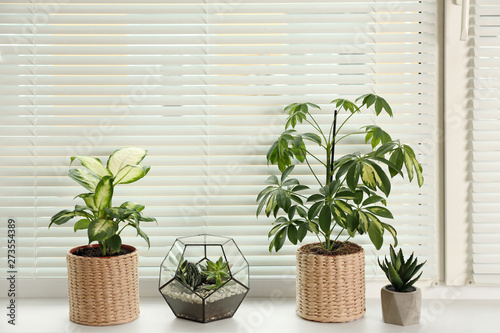 Different potted plants on sill near window blinds. Space for text