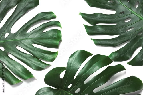 Obraz Zielony świeży monstera opuszcza na białym tle, odgórny widok. Tropikalna roślina