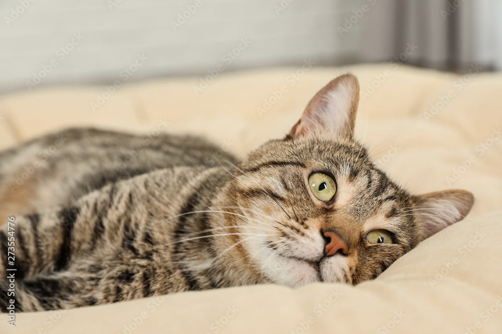 Cute tabby cat lying on pillow indoors. Friendly pet