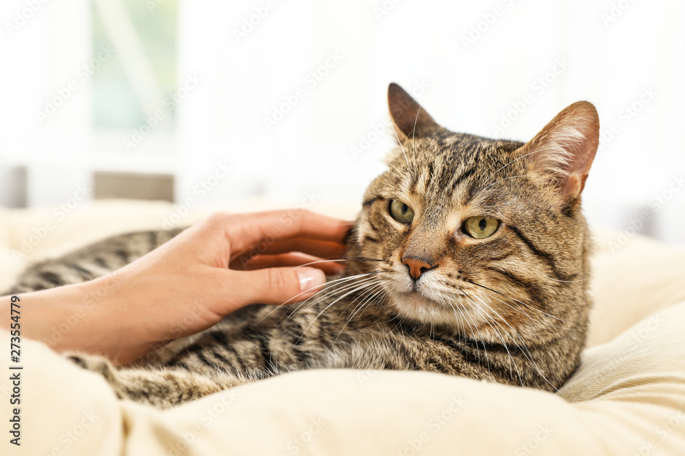 Owner stroking cute cat on pillow indoors, closeup. Friendly pet