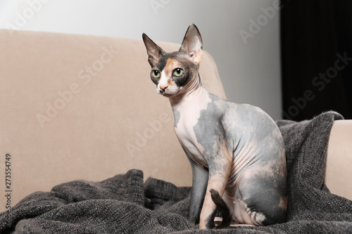 Cute sphynx cat and blanket on sofa indoors. Friendly pet photo