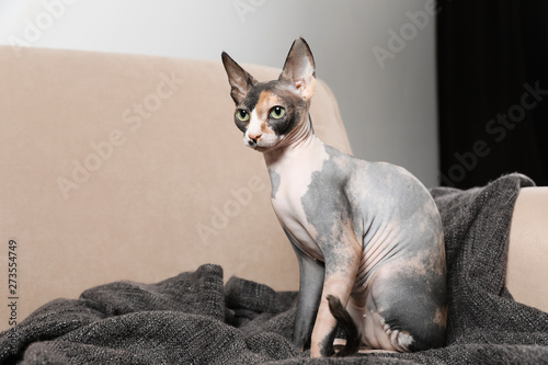 Cute sphynx cat and blanket on sofa indoors. Friendly pet