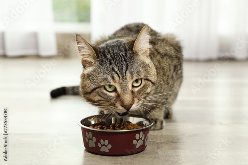 Cute tabby cat eating dry food on floor indoors. Friendly pet