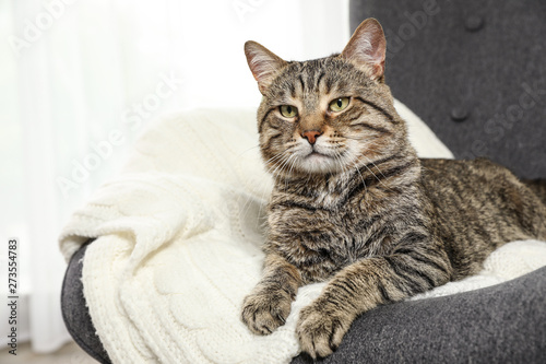 Cute tabby cat lying in armchair indoors. Friendly pet
