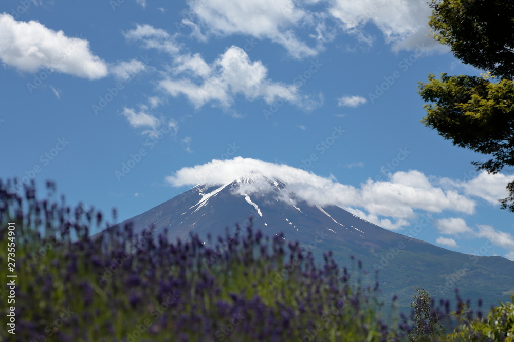 Fototapeta premium Mt.Fuji & lavender field