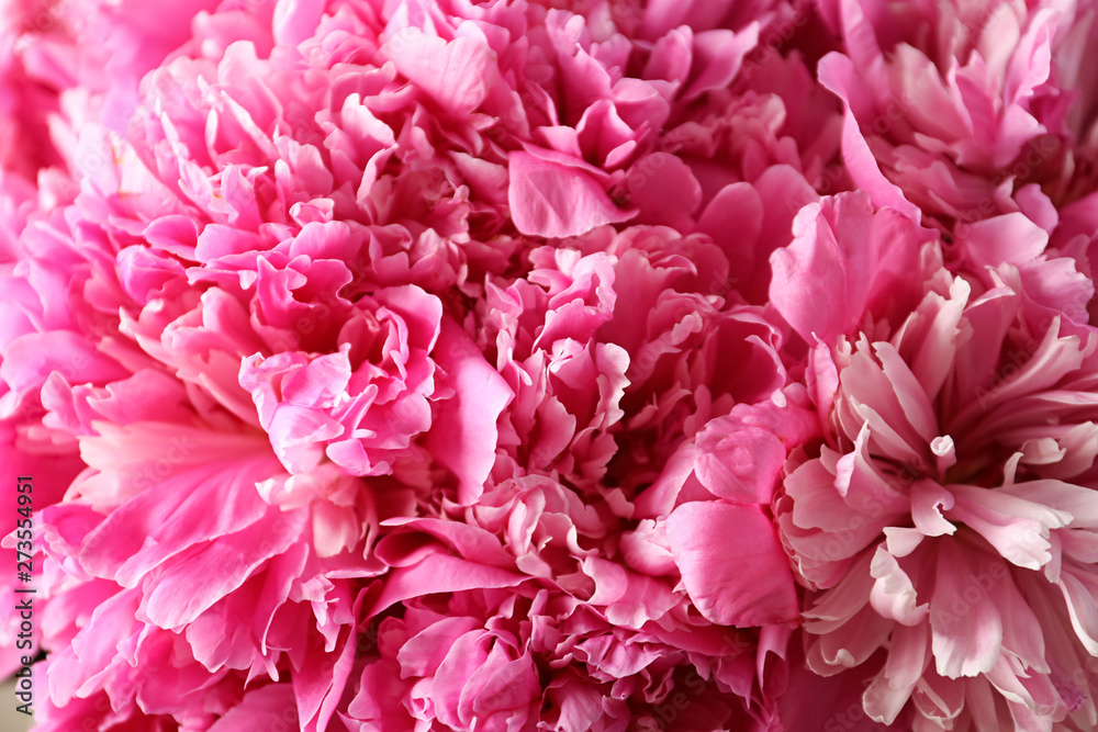 Fragrant peonies as background, closeup view. Beautiful spring flowers