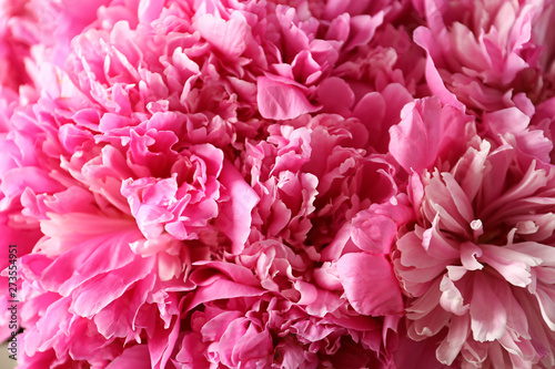 Fragrant peonies as background  closeup view. Beautiful spring flowers