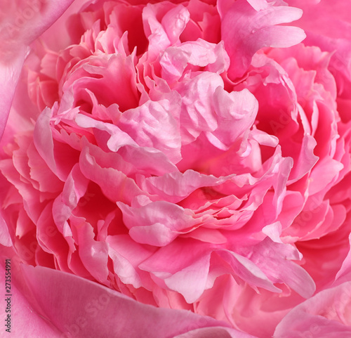 Beautiful fresh peony flower as background, top view © New Africa