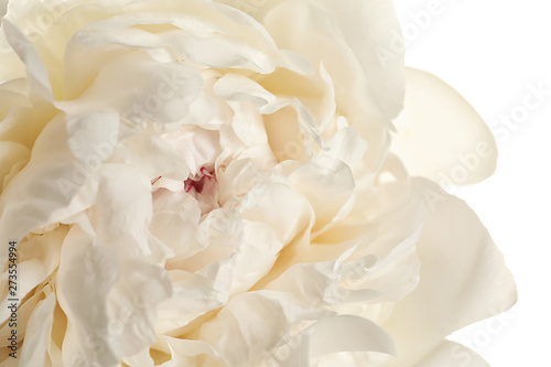 Beautiful fresh peony flower on white background, top view © New Africa