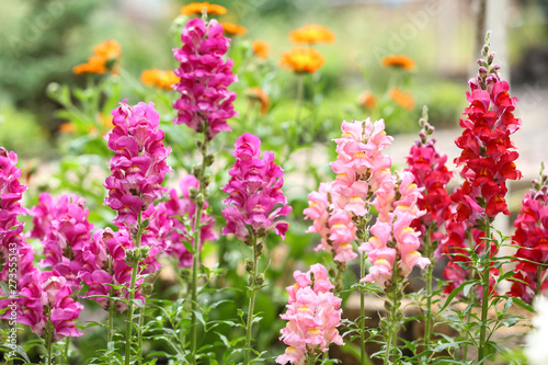 Beautiful spring flowers in garden on sunny day photo