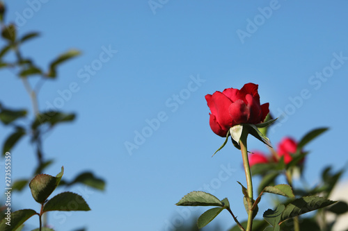 Beautiful blooming rose in garden on sunny day  space for text