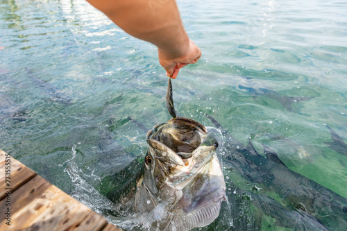 Tarpon feeding in the Keys in Florida. Close up of man hand feeding big tarpons fish jumping out of water - a fun tourist travel vacation activity in the Florida Keys. photo