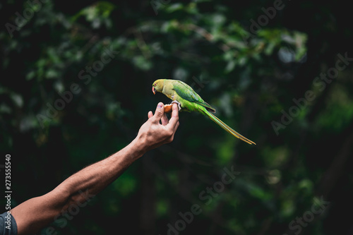 Birds in Kensington Palace Gardens