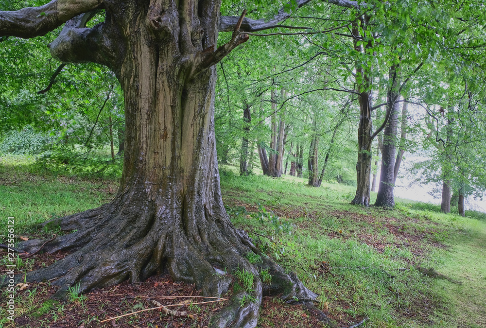 Ancient deciduous woodland in a rain storm