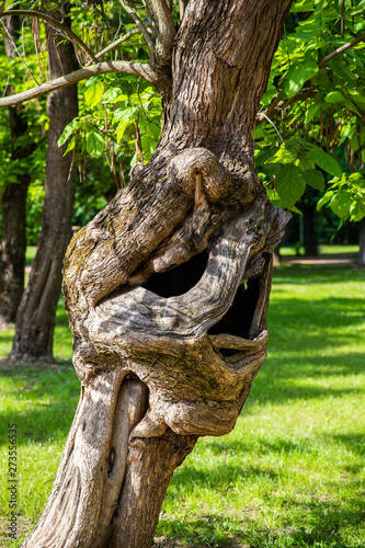 Amazing Odd and Strange Curved Tree on Palic Lake Park © Nikola