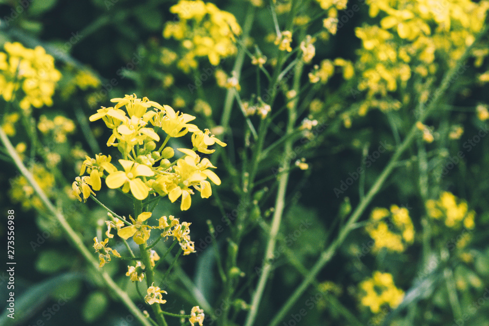 Obraz premium a close up of an amazing yellow flower