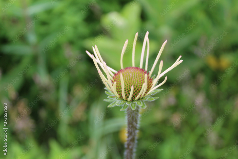 Emerging purple coneflower blossom at the restored prairie at Morton Grove's Linne Woods Emerging purple coneflower blossom at the restored prairie at Morton Grove's Linne Woods