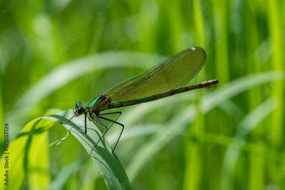 Female Beautiful Demoiselle (Calopteryx virgo) Female Beautiful Demoiselle (Calopteryx virgo)