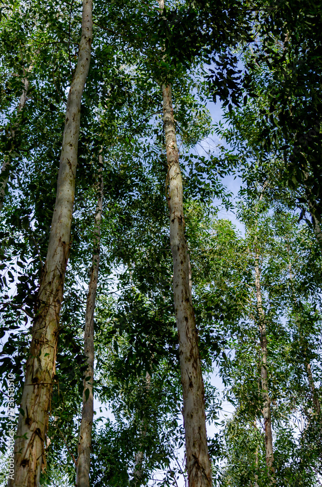 Fototapeta premium Arvores madeira