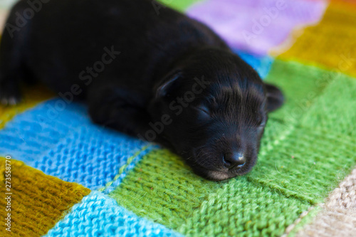 little black puppy sleeping on the bedspread © Fukume
