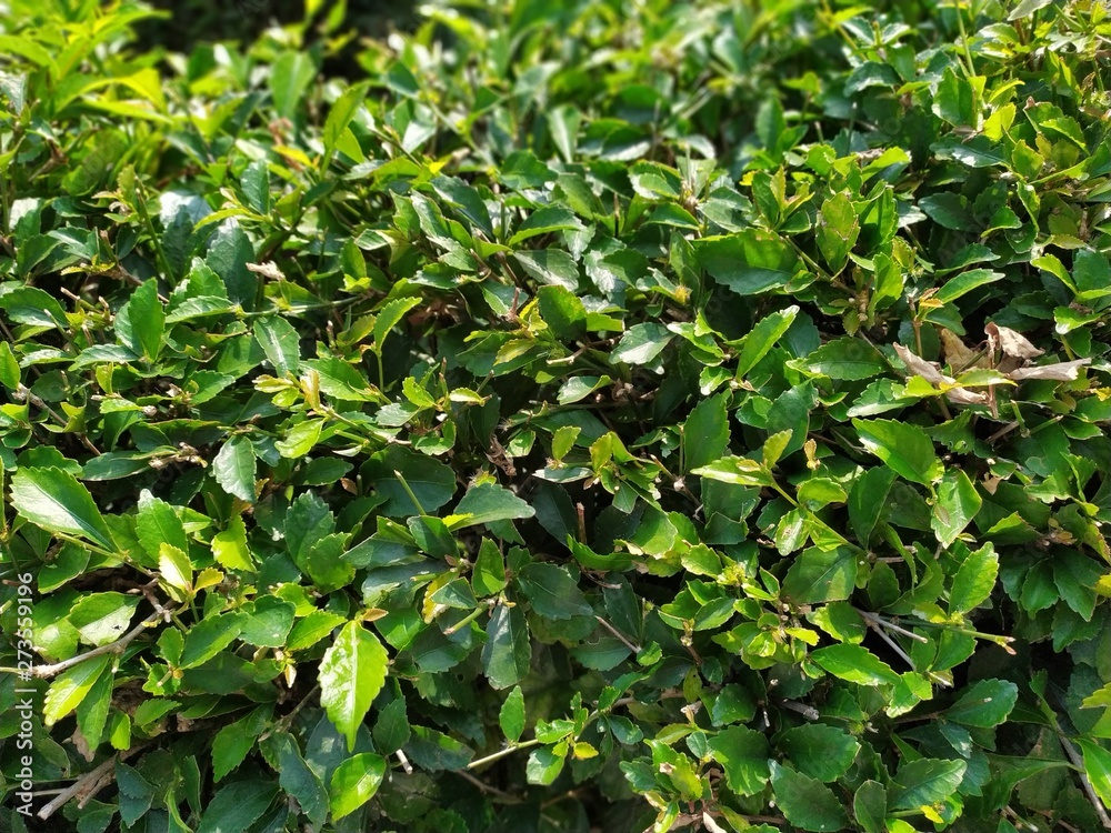 the background of greenery fences the background of greenery fences