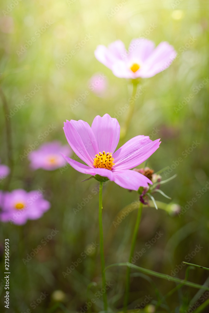 The background image of the colorful flowers The background image of the colorful flowers
