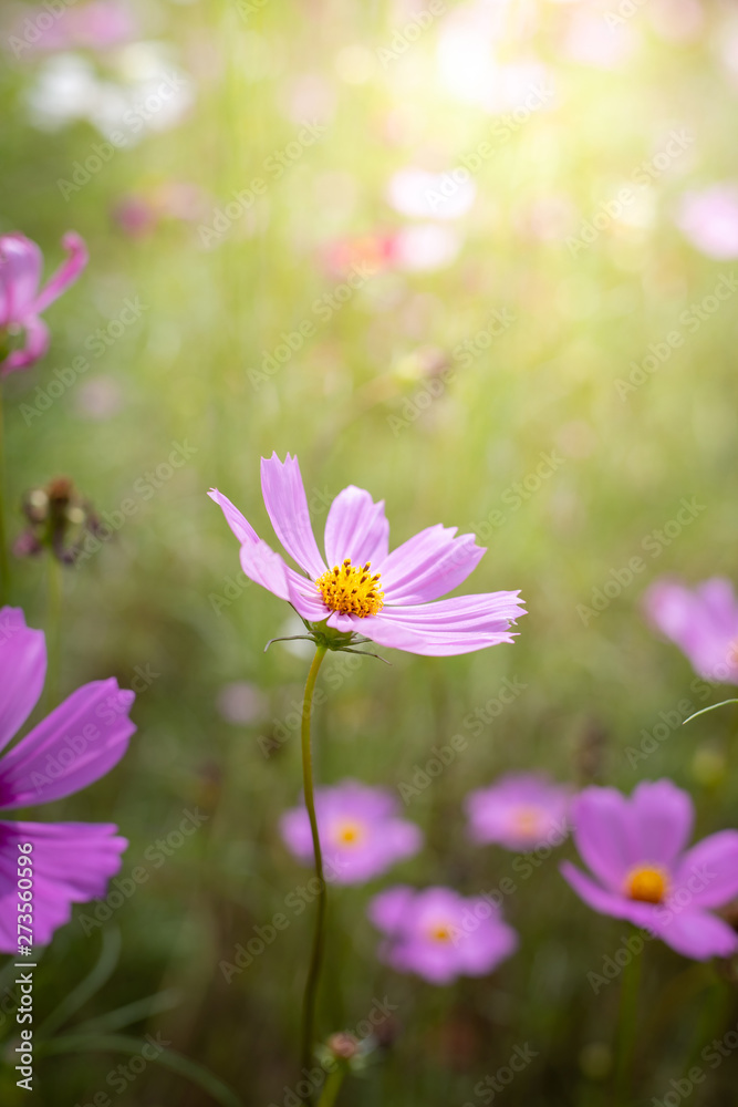 The background image of the colorful flowers The background image of the colorful flowers