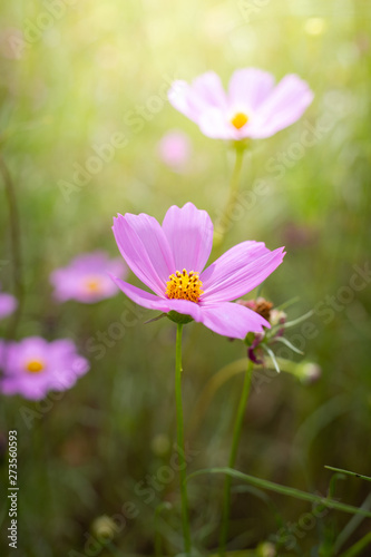 The background image of the colorful flowers