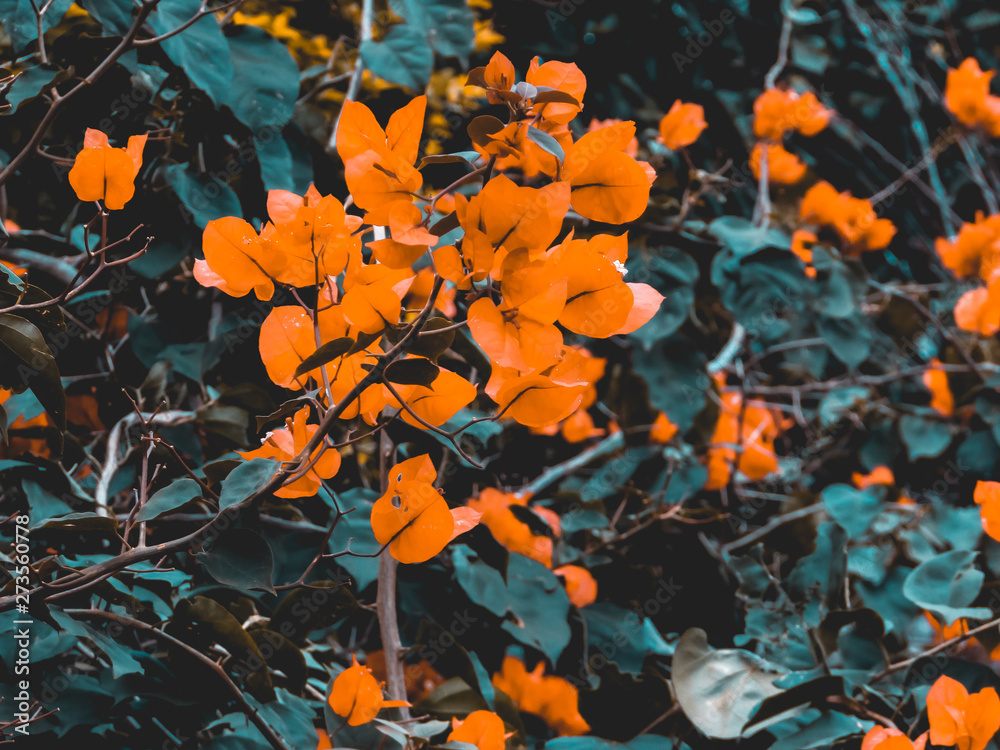 orange orange