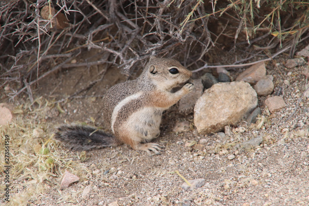 Squirrel in Joshua tree