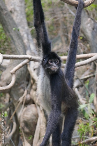 Spider monkey hanging in tree