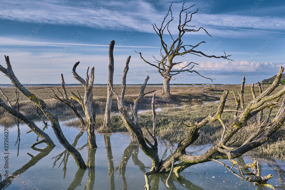 Dead trees on Porlock Marsh dueto sea level rise Climate Change saltmarsh flooded landscape
