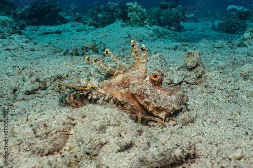 Scorpion fish Amazing camouflage in the Red Sea, Eilat Israel