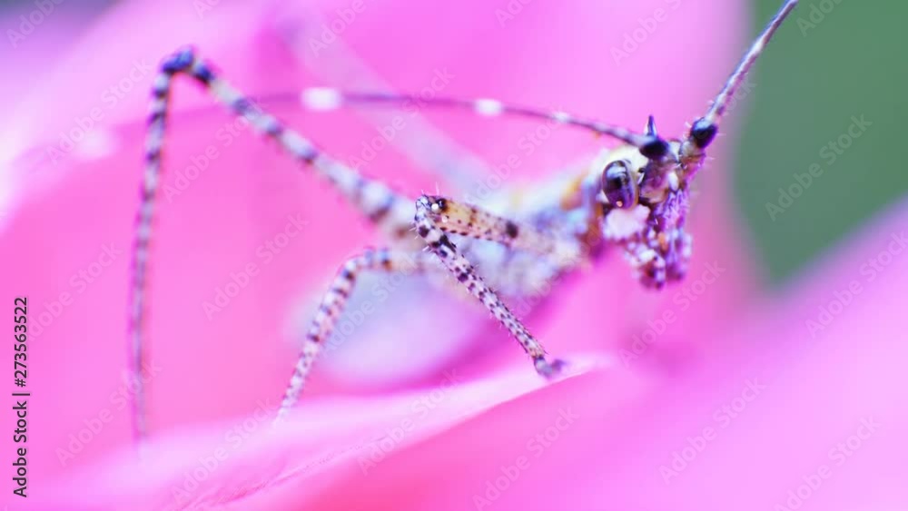 4K macro - cricket on flower