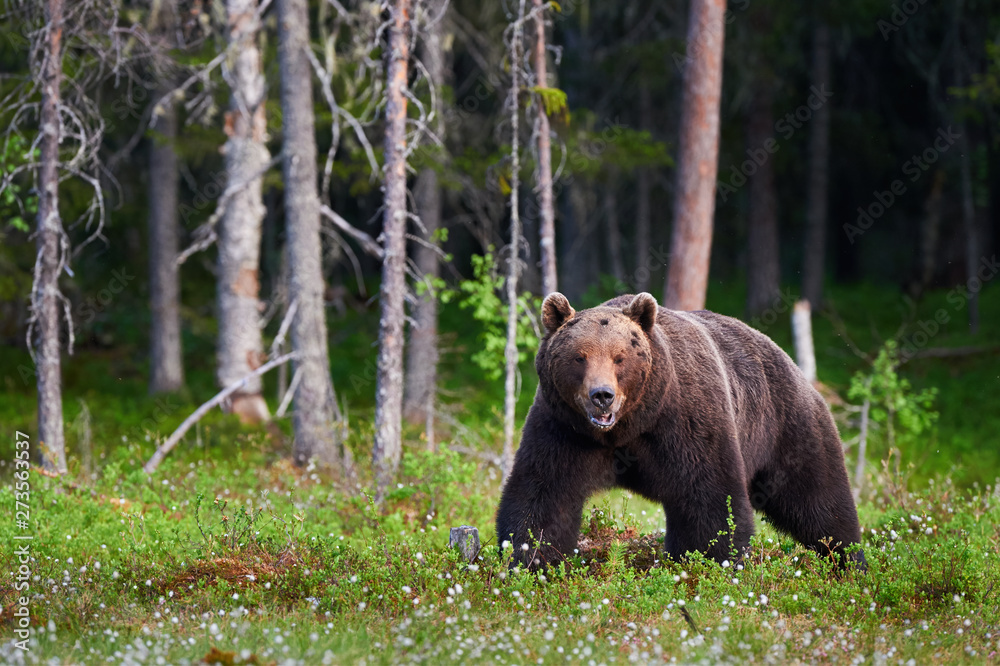Big brown bear (Ursus arctos) in the forest Big brown bear (Ursus arctos) in the forest