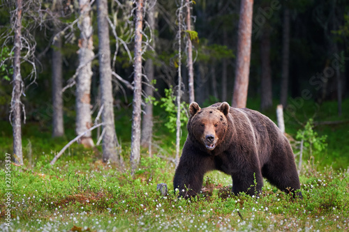 Big brown bear (Ursus arctos) in the forest © lucaar