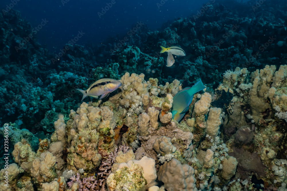 Fototapeta premium Coral reefs and water plants in the Red Sea, Eilat Israel