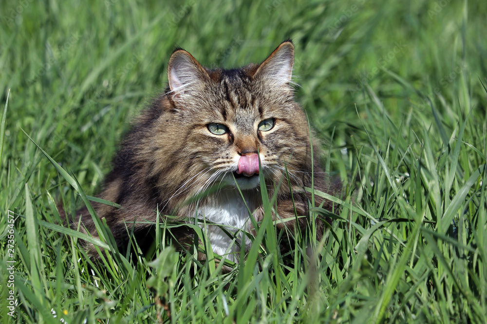 Eine hübsche Norwegische Waldkatze im Gras leckt sich die Nase ab. Lustiges Katzenfoto Eine hübsche Norwegische Waldkatze im Gras leckt sich die Nase ab. Lustiges Katzenfoto