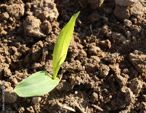 Corn stalk sprouting through ground at three leaf stage